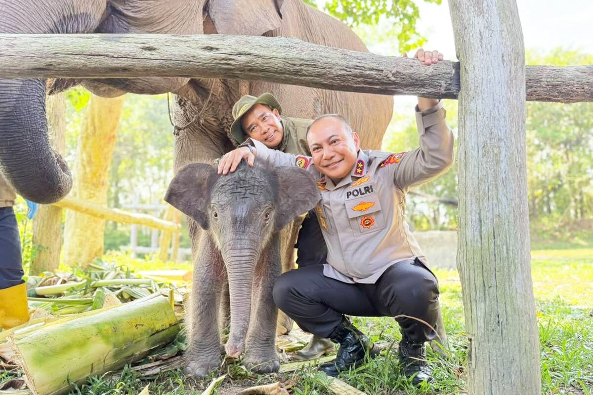 Anak Gajah Betina Lahir di Tesso Nilo, Kapolda Riau Beri Nama Nona Seroja
